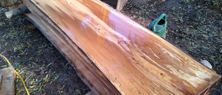 Frisch aufgeschnittene Buche