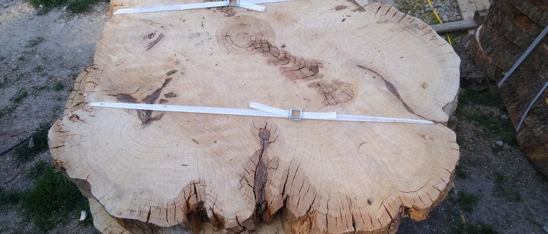 Holzschnitt Thuja & Eiche
